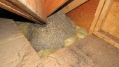 Attic Yellowjacket Nest